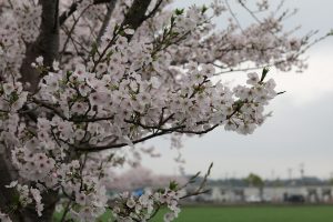 嘉島町の仮設住宅とさくら