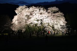 ライトアップされた一心行の大桜