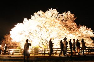 ライトアップされた一心行の大桜